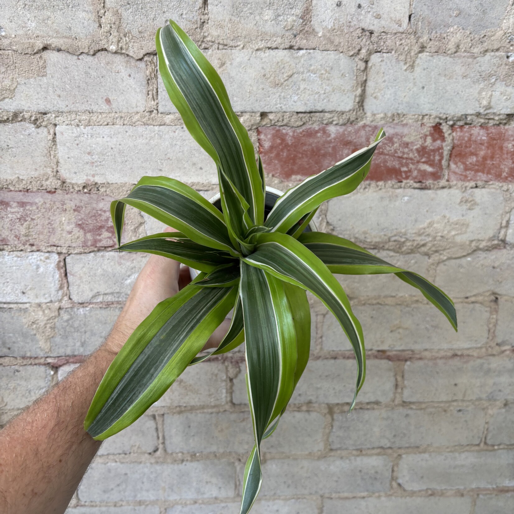Dracaena Warneckii Lemon Lime 4"