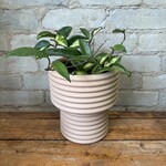 Hoya Carnosa Tricolour 5"