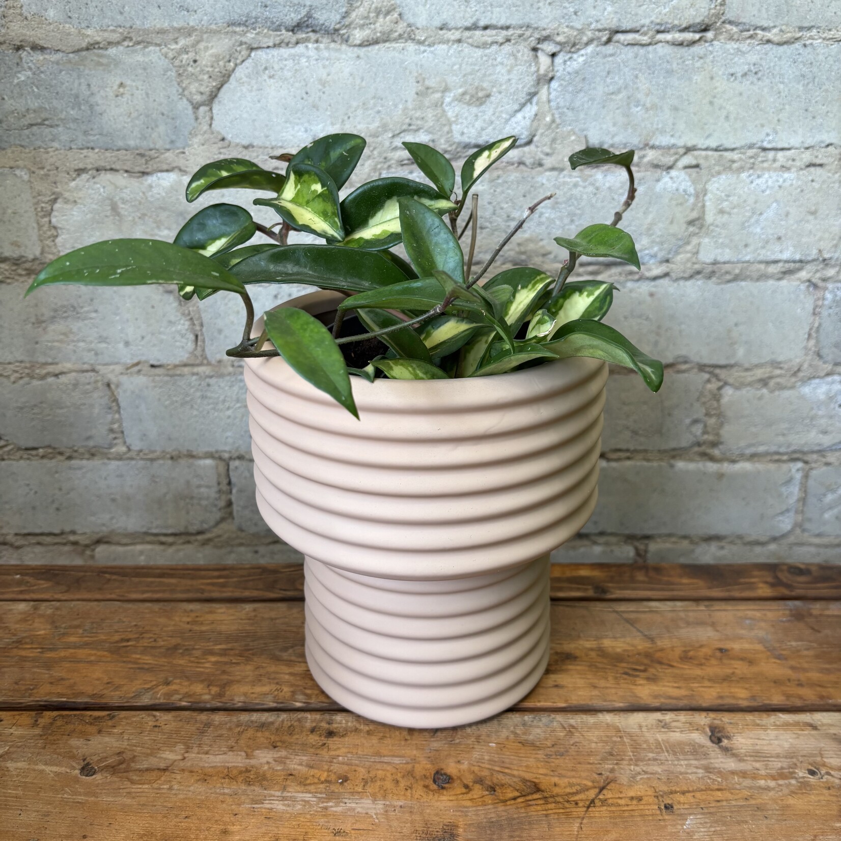 Hoya Carnosa Tricolour 5"