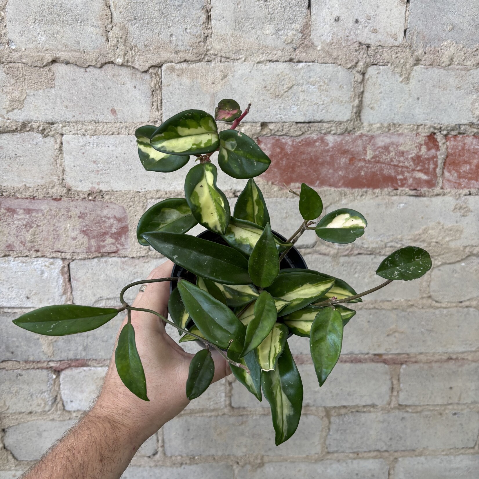 Hoya Carnosa Tricolour 5"
