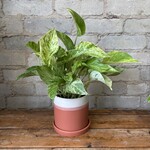 Marble Queen Pothos 4"