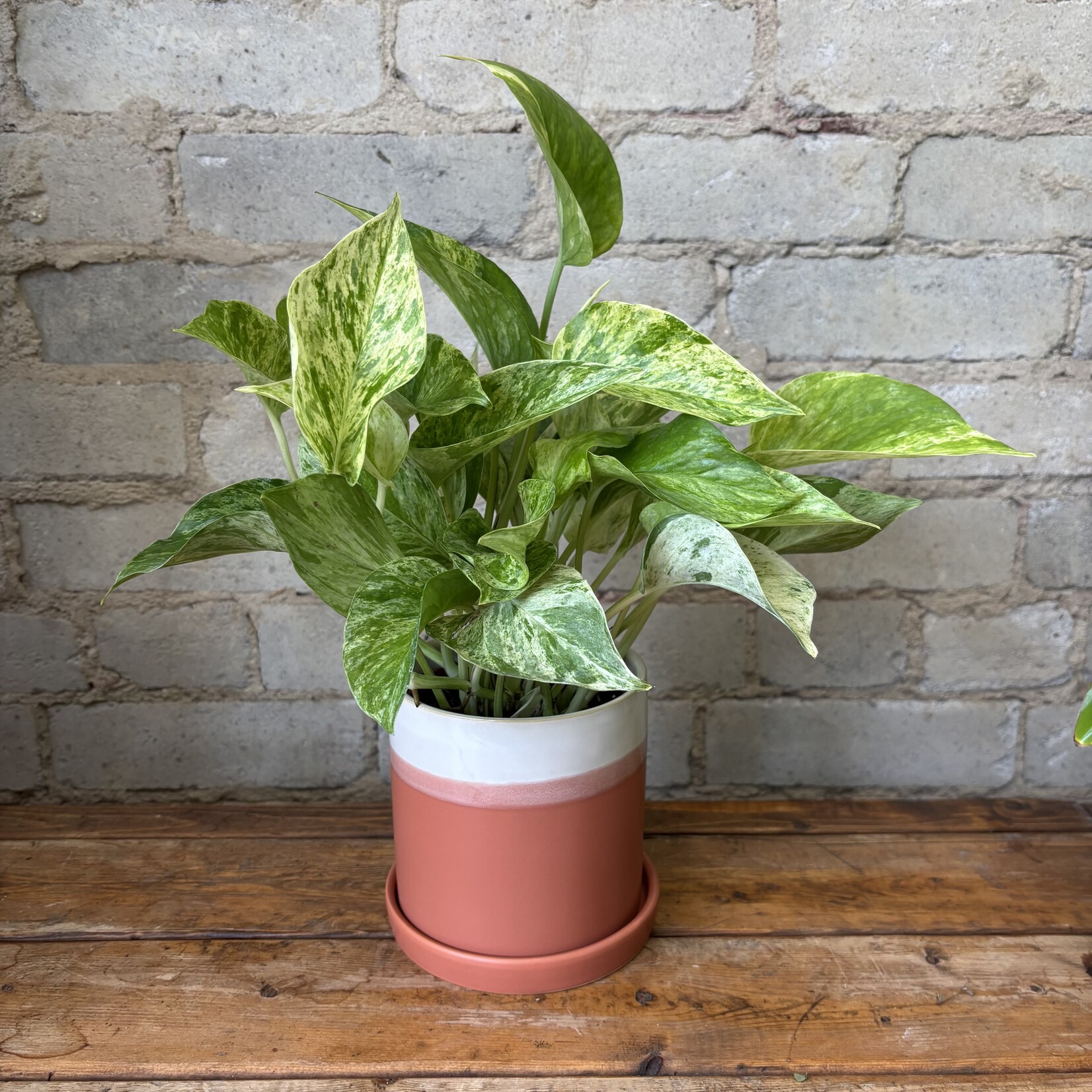 Marble Queen Pothos 4"