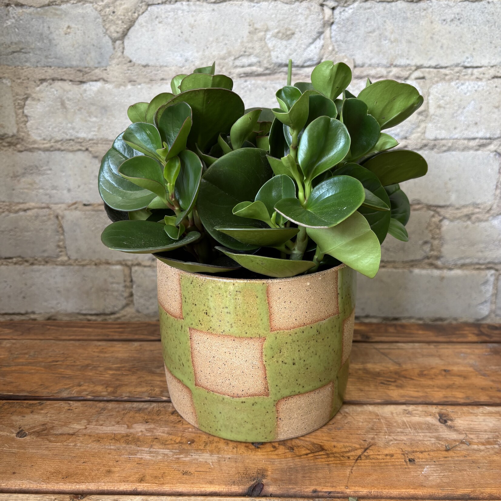 Peperomia Obtusifolia Green 5"