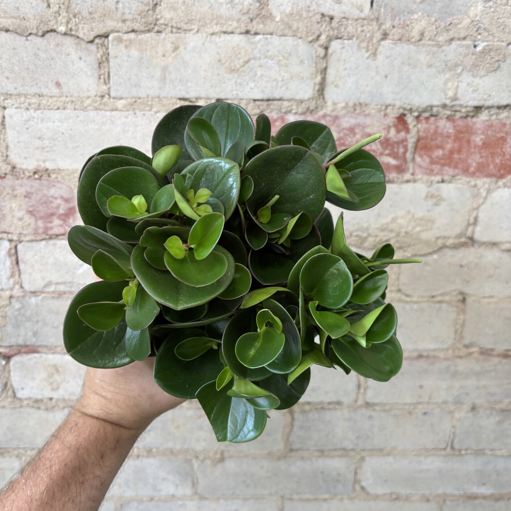 Peperomia Obtusifolia Green 5"