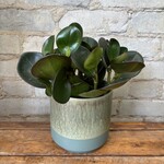 Peperomia Red Edge 5"