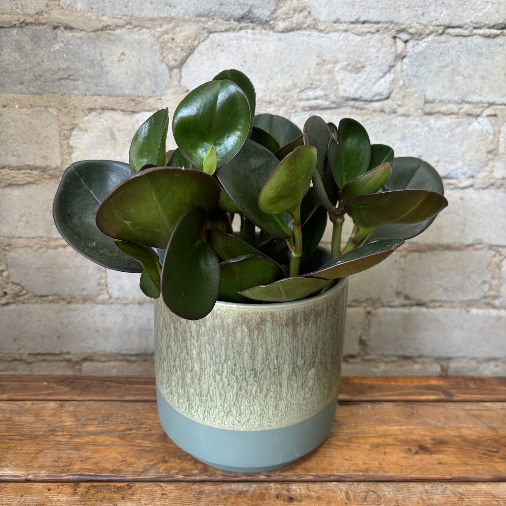 Peperomia Red Edge 5"