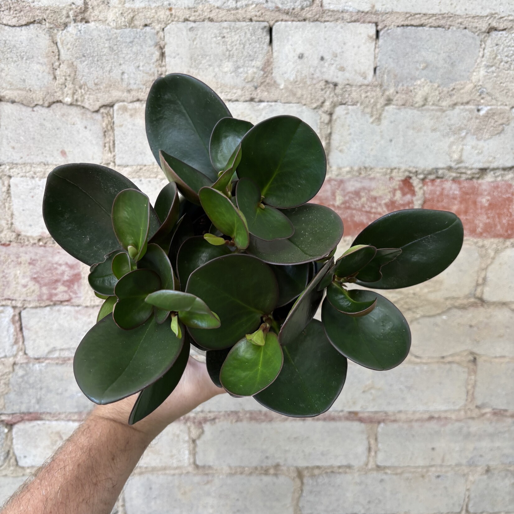 Peperomia Red Edge 5"
