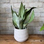 Sansevieria Moonshine 5"