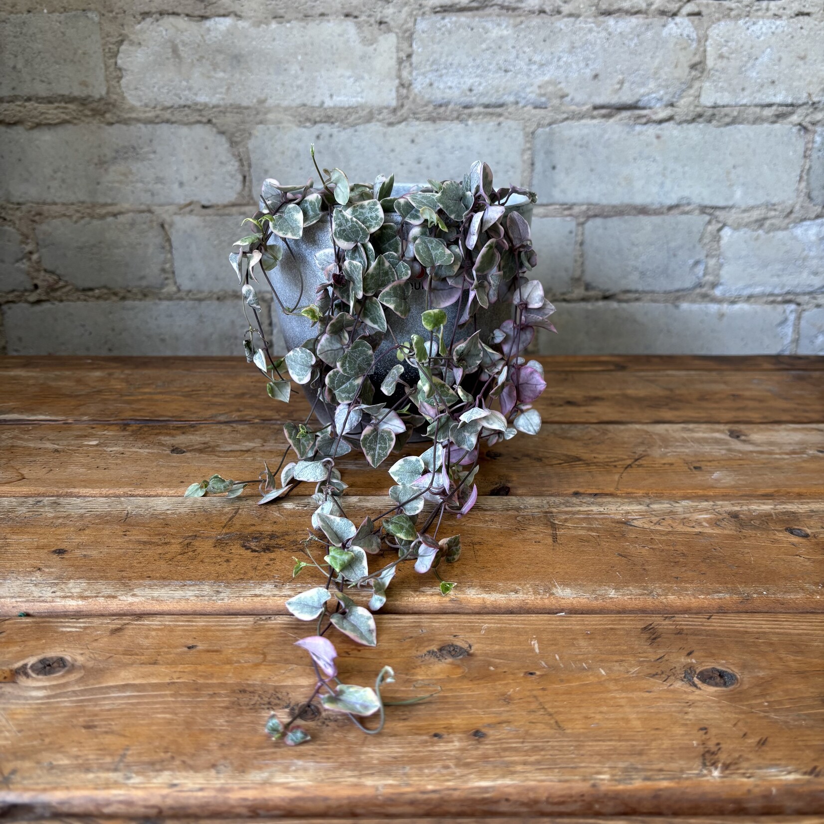 Variegated String of Hearts (Ceropegia) 5"