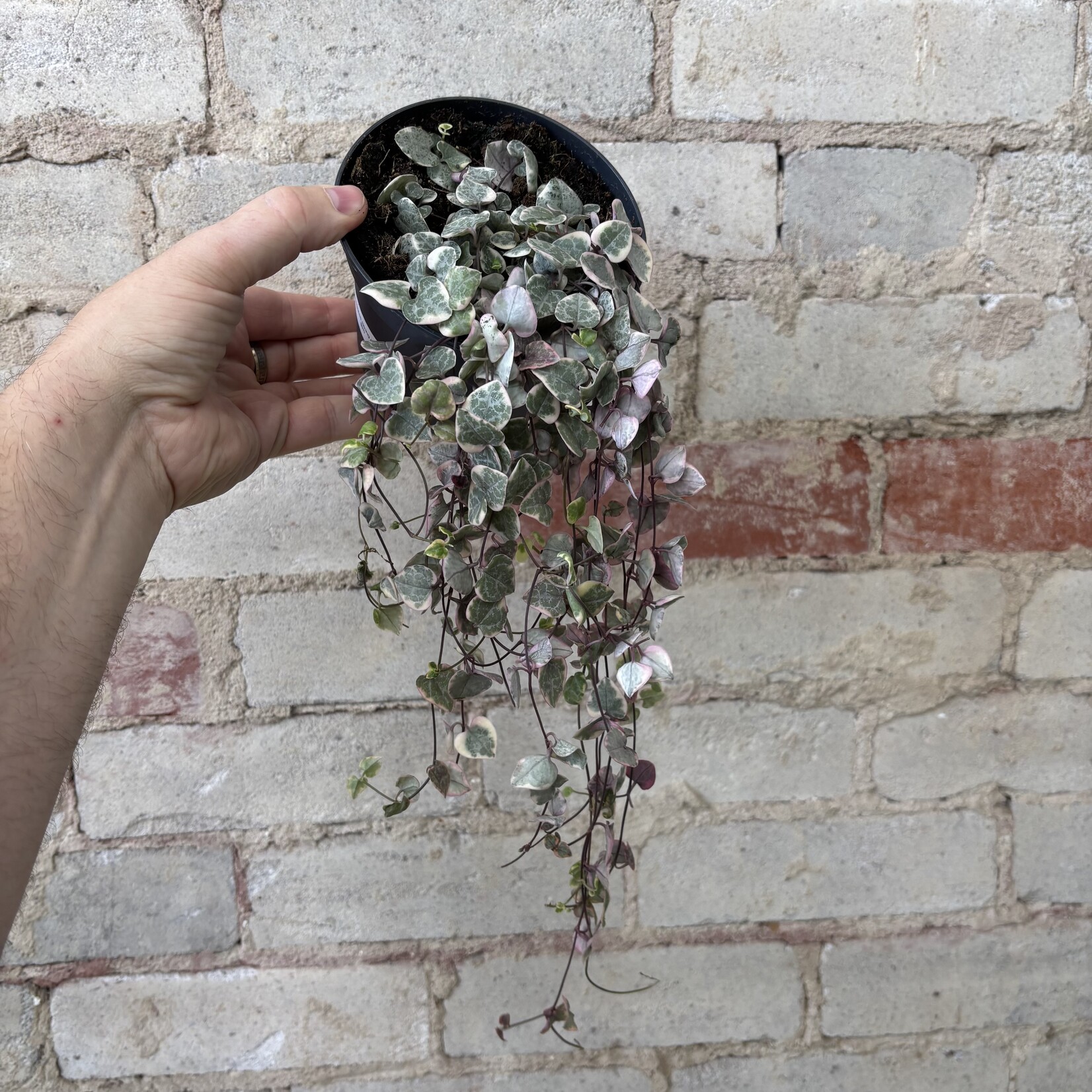 Variegated String of Hearts (Ceropegia) 5"