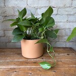 Jade Pothos 6"