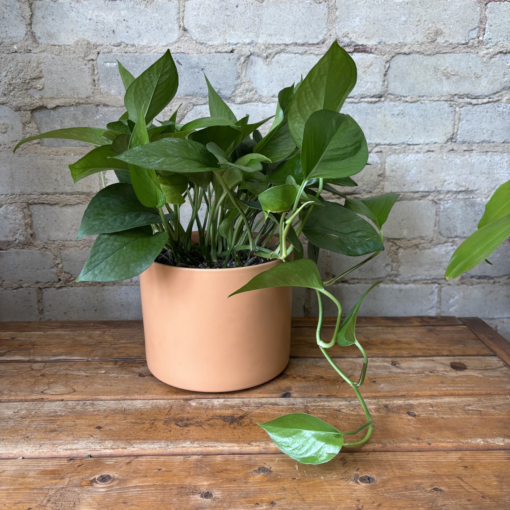 Jade Pothos 6"