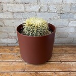 Golden Barrel Cactus 10"