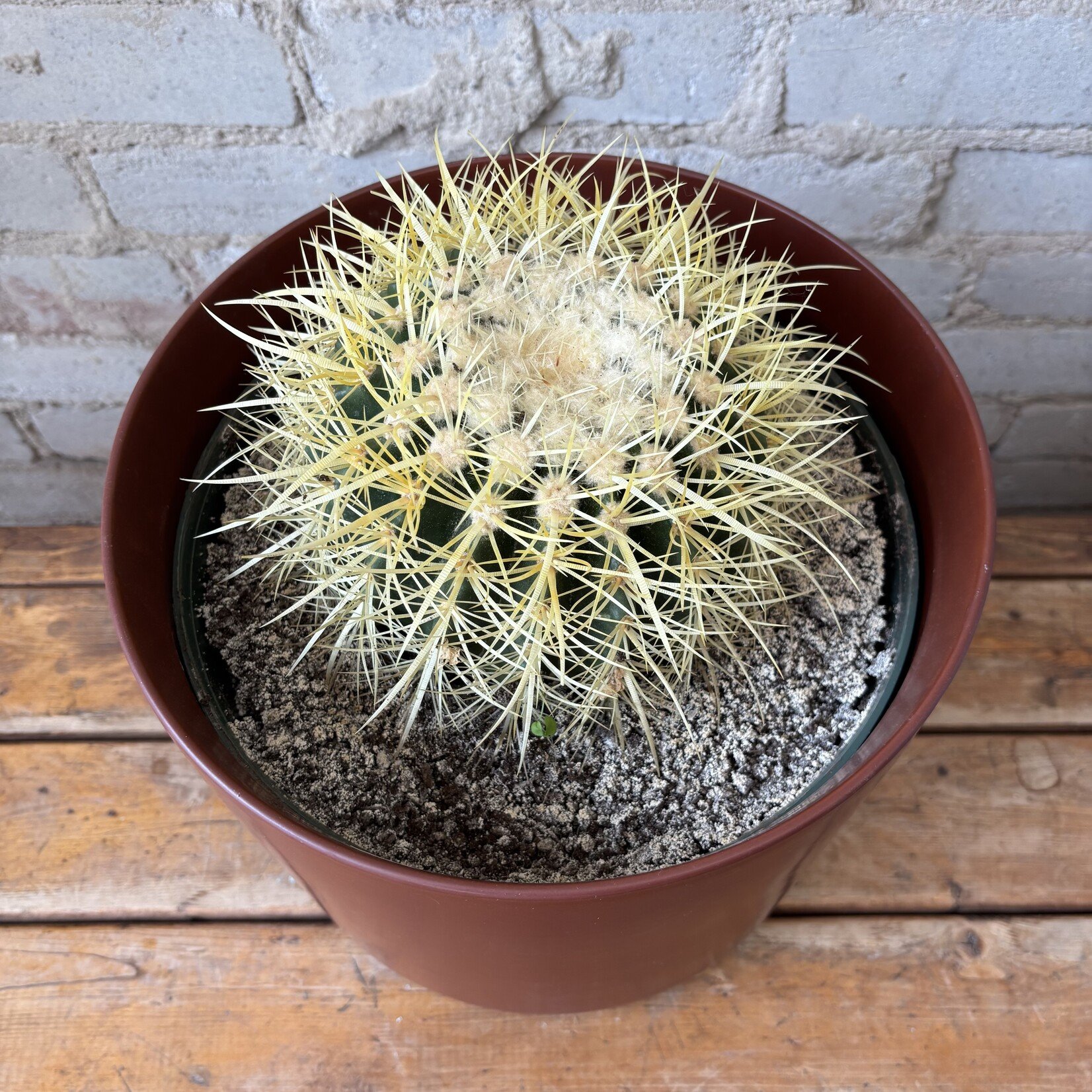 Golden Barrel Cactus 10"