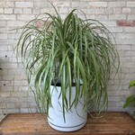Ponytail Palm 14"
