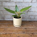 Philodendron Melinonii Ghost 4"