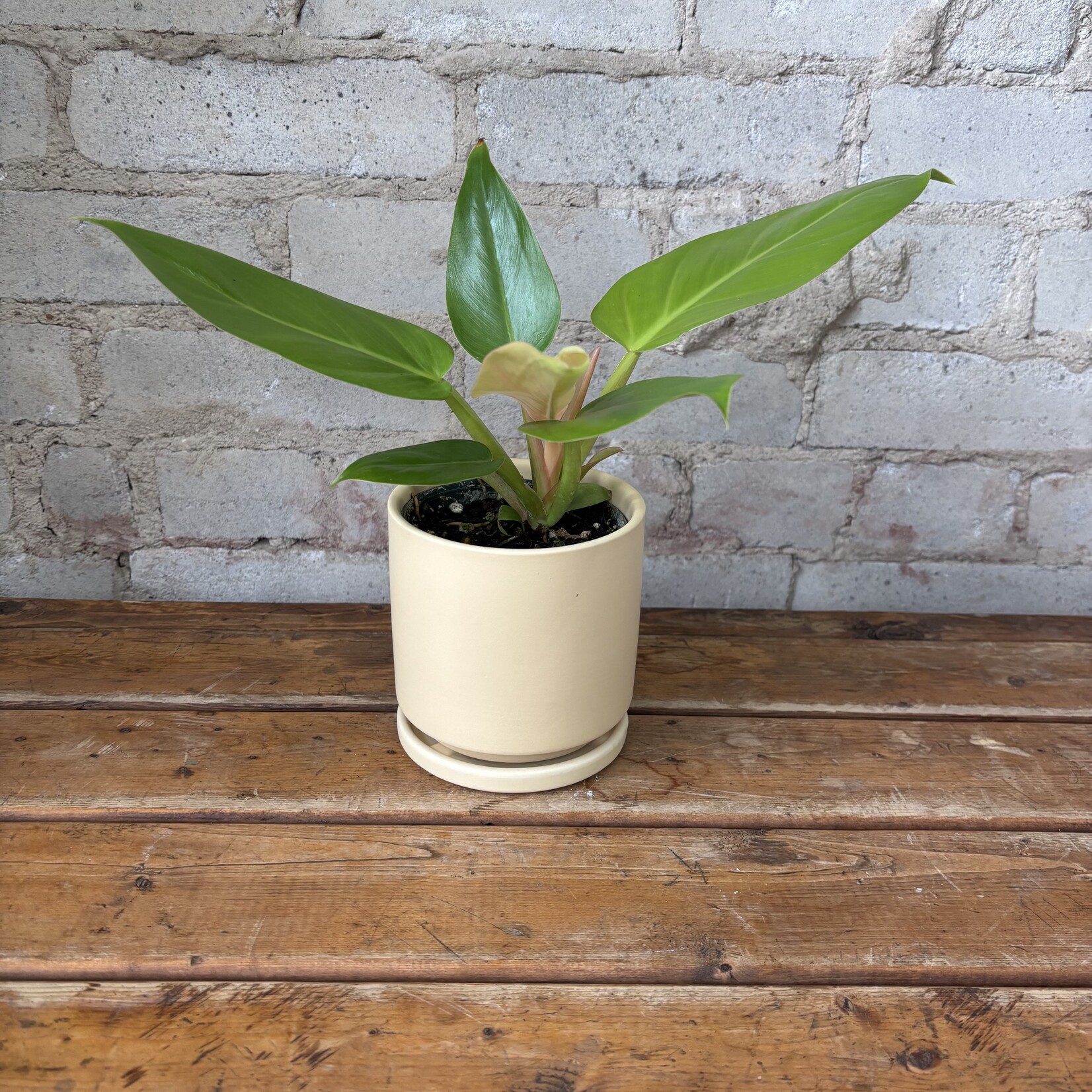Philodendron Melinonii Ghost 4"