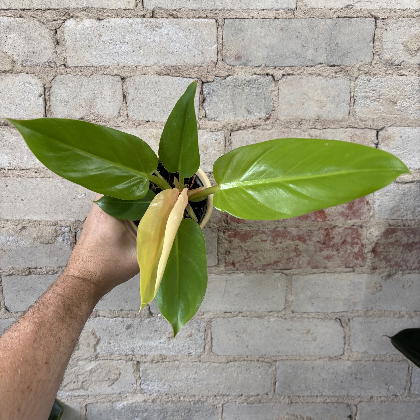 Philodendron Melinonii Ghost 4"