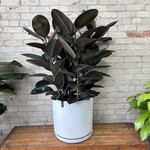 Ficus Elastica Burgundy 14"