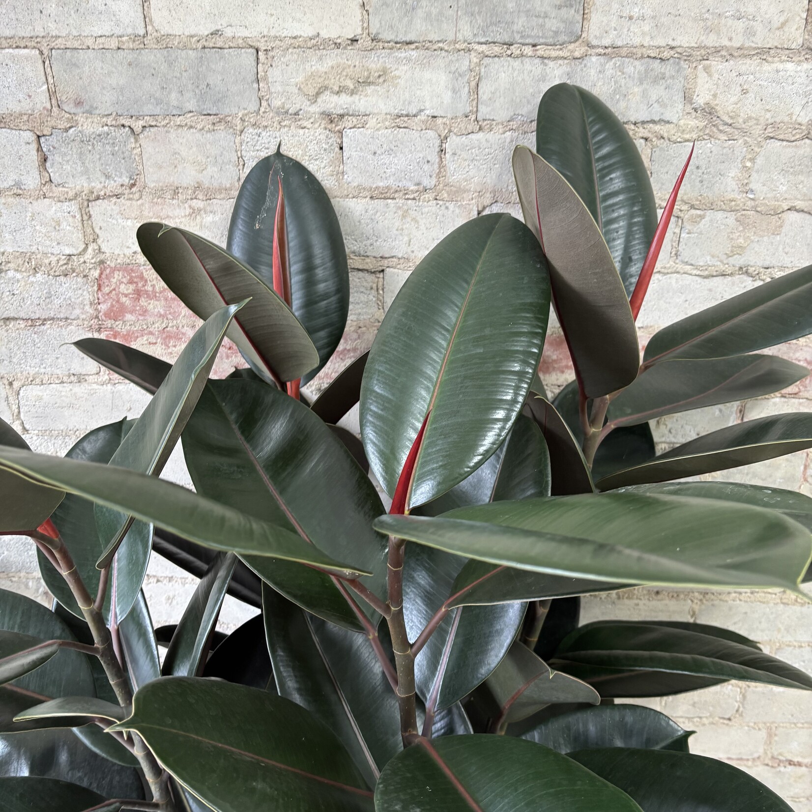 Ficus Elastica Burgundy 14"