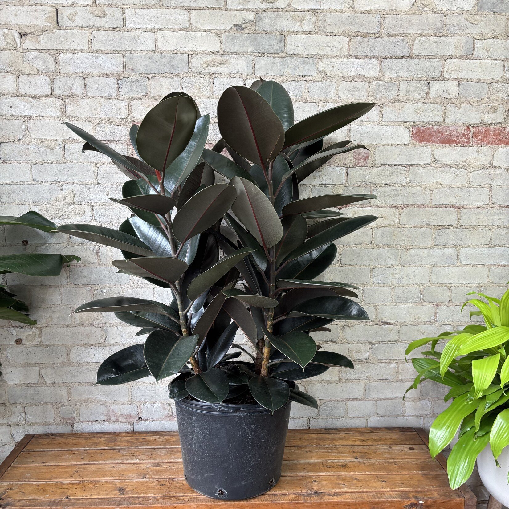 Ficus Elastica Burgundy 14"