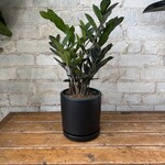 ZZ Plant Raven 6"