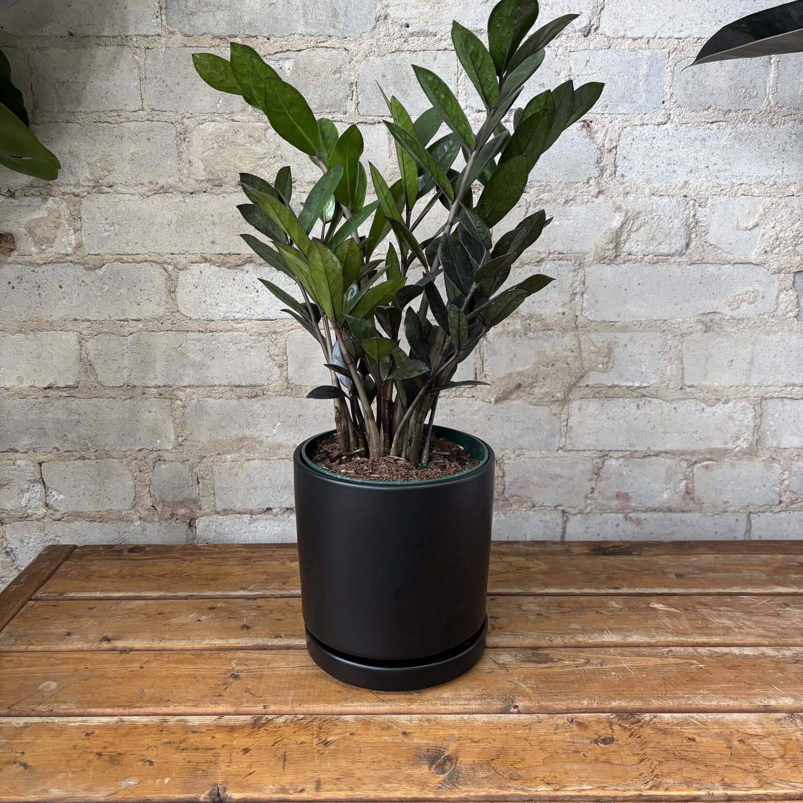 ZZ Plant Raven 6"
