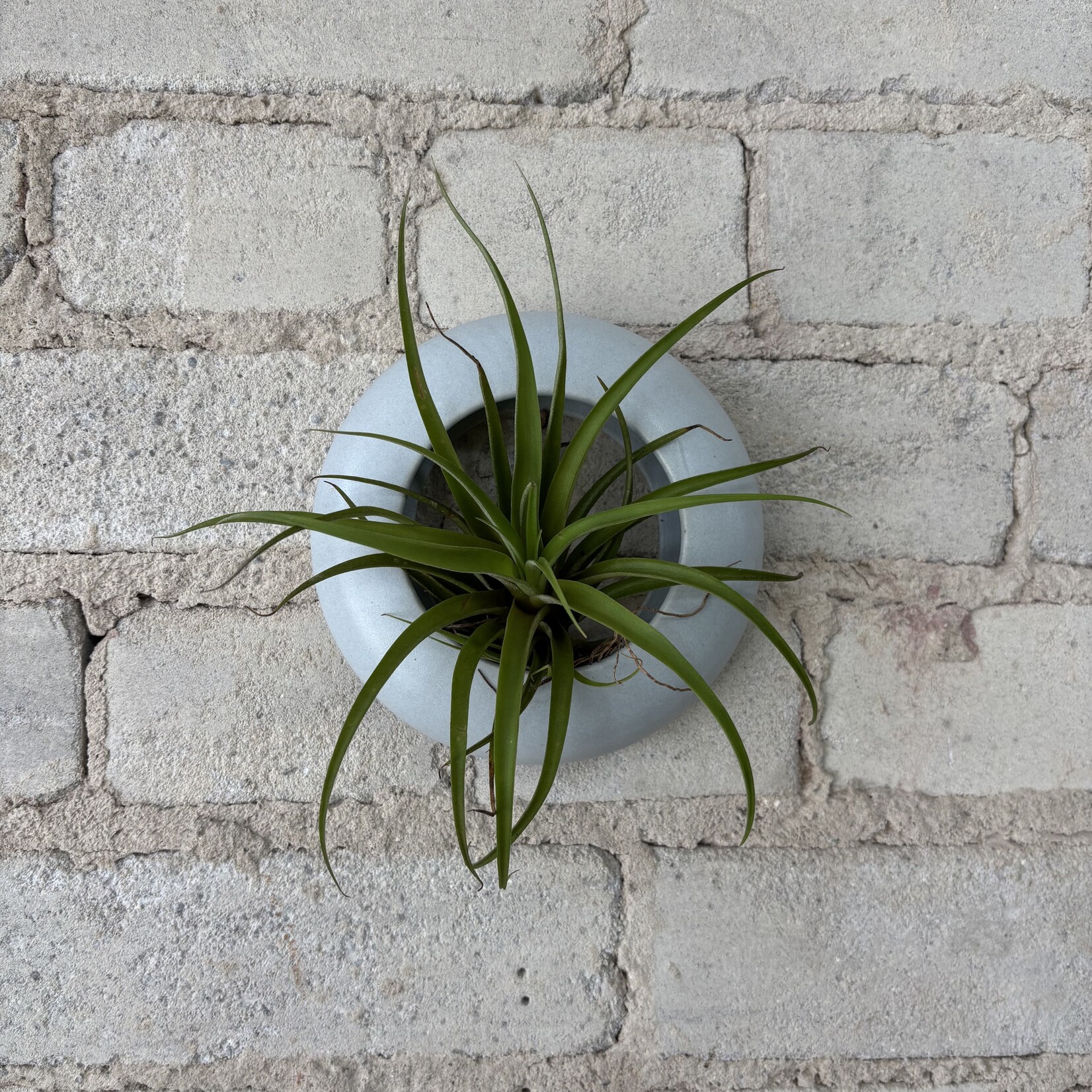 Golem Designs: Air Plant Loop Grey (Solid)