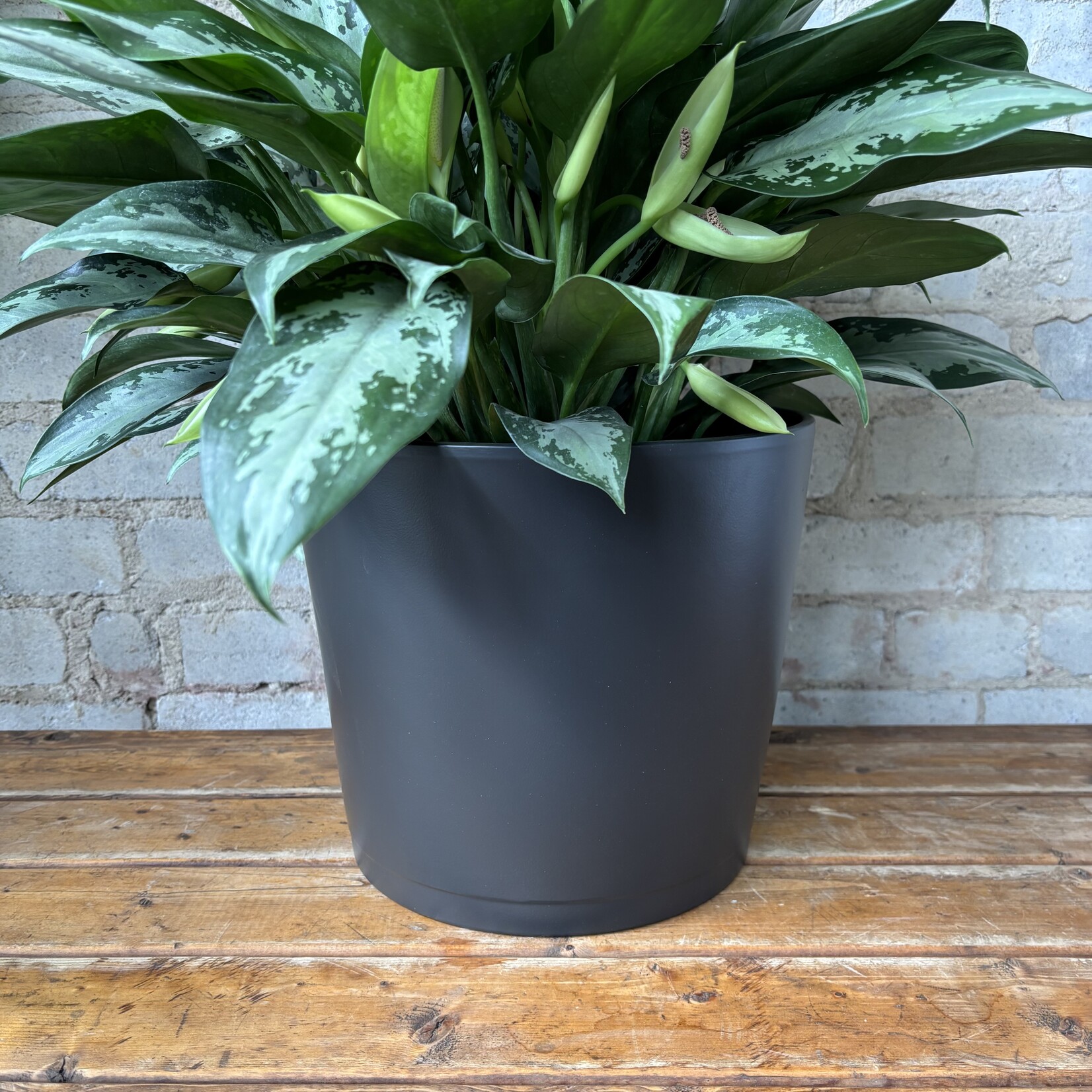 Assorted Pots Tapered Pot Black (Fits 10")