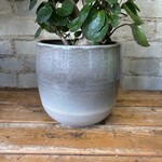 Assorted Pots Allure Pot Grey (fits 6")