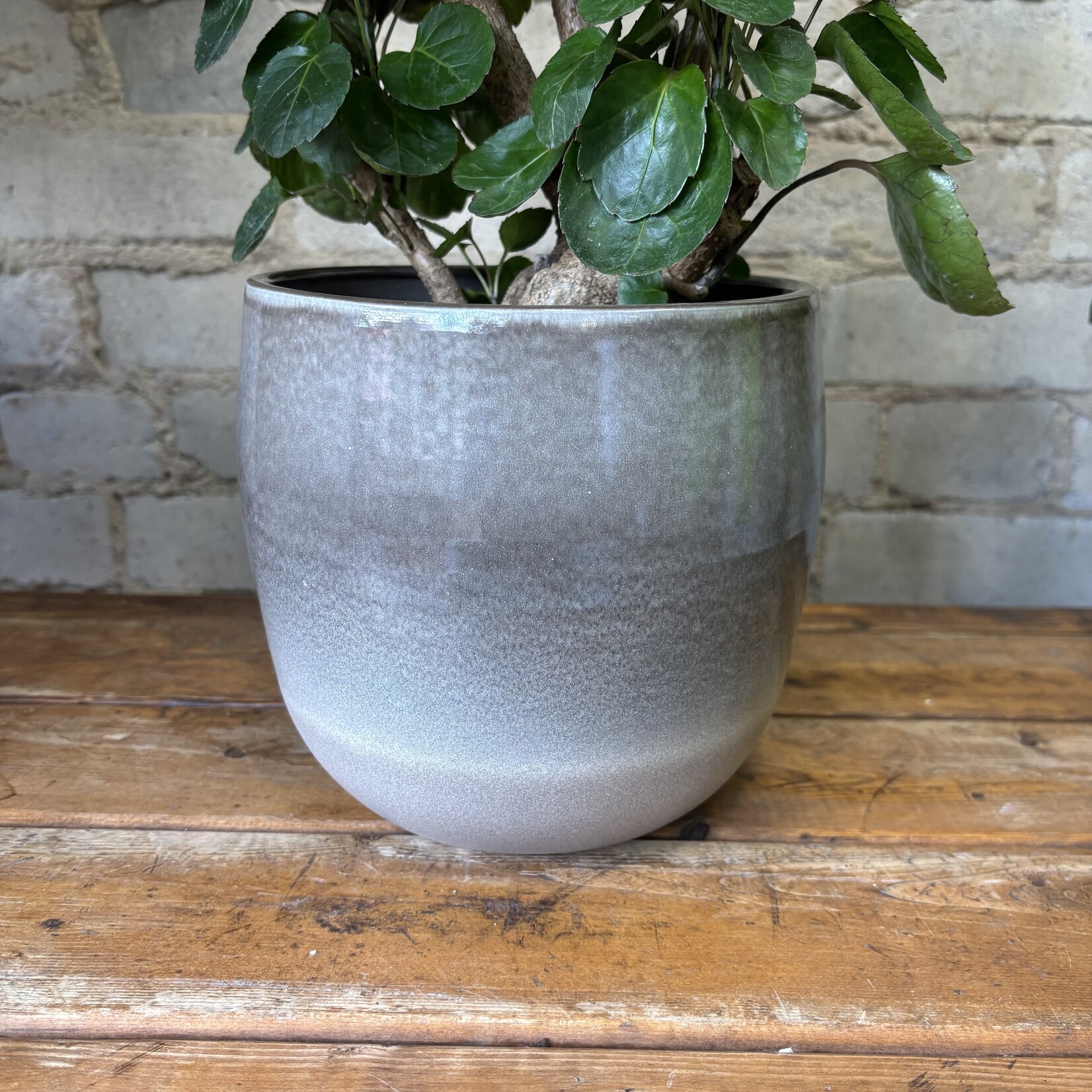 Assorted Pots Allure Pot Grey (fits 6")