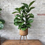 Woven Basket Stand - Medium (Fits 10")