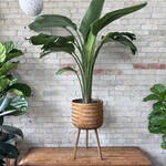 Woven Bamboo Basket Stand - Large (fits 12")