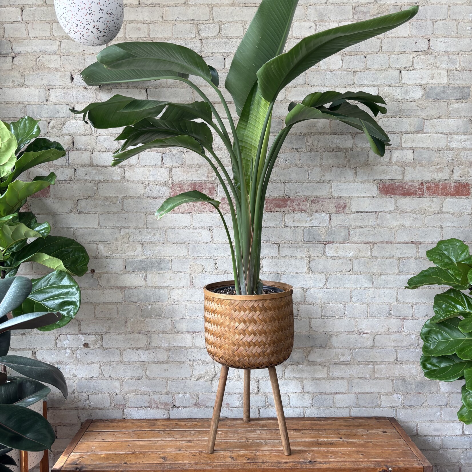 Woven Bamboo Basket Stand - Large (fits 12")