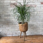 Assorted Pots Woven Basket Stand  - Small (fits 9")