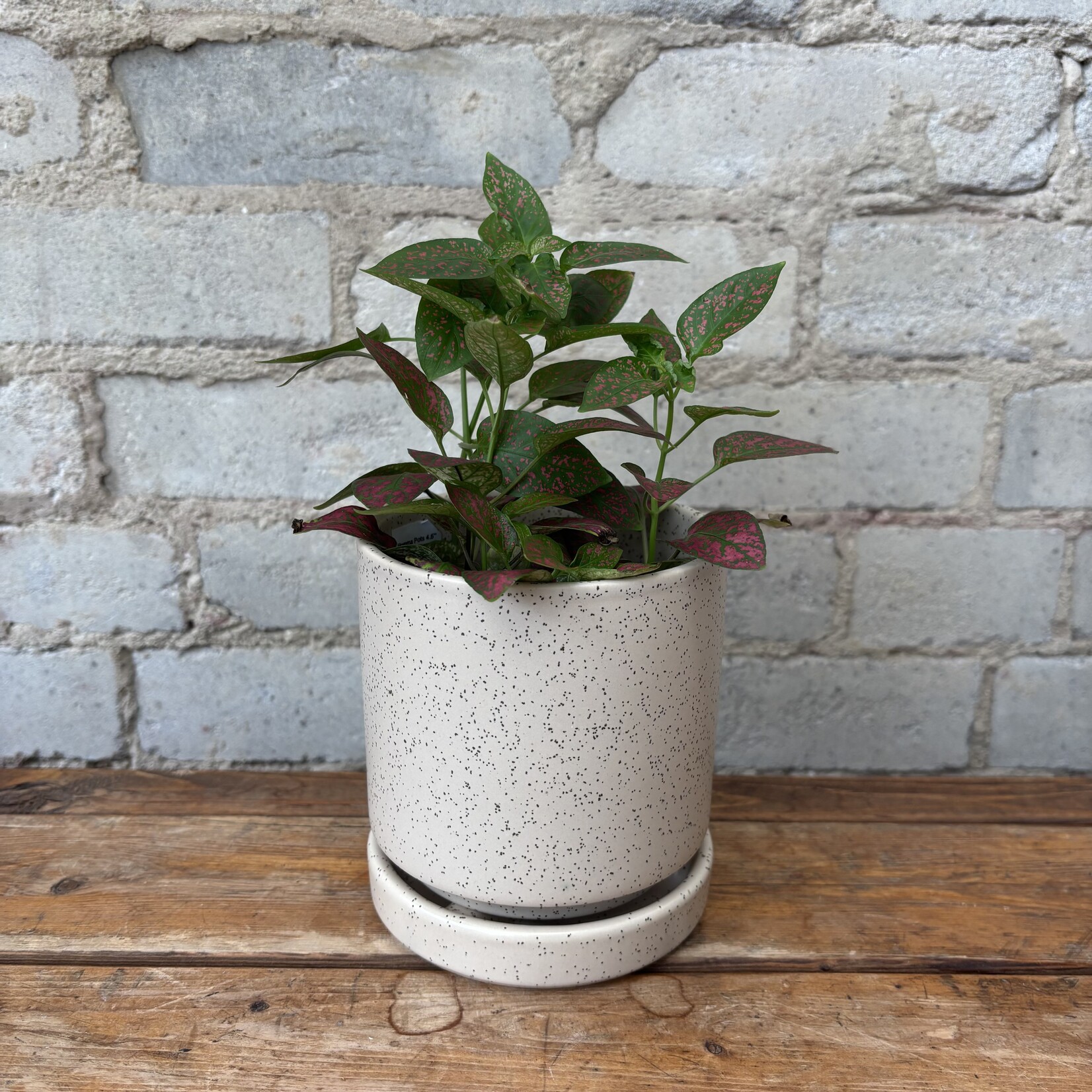 Polka Dot Plant Red 3.5"