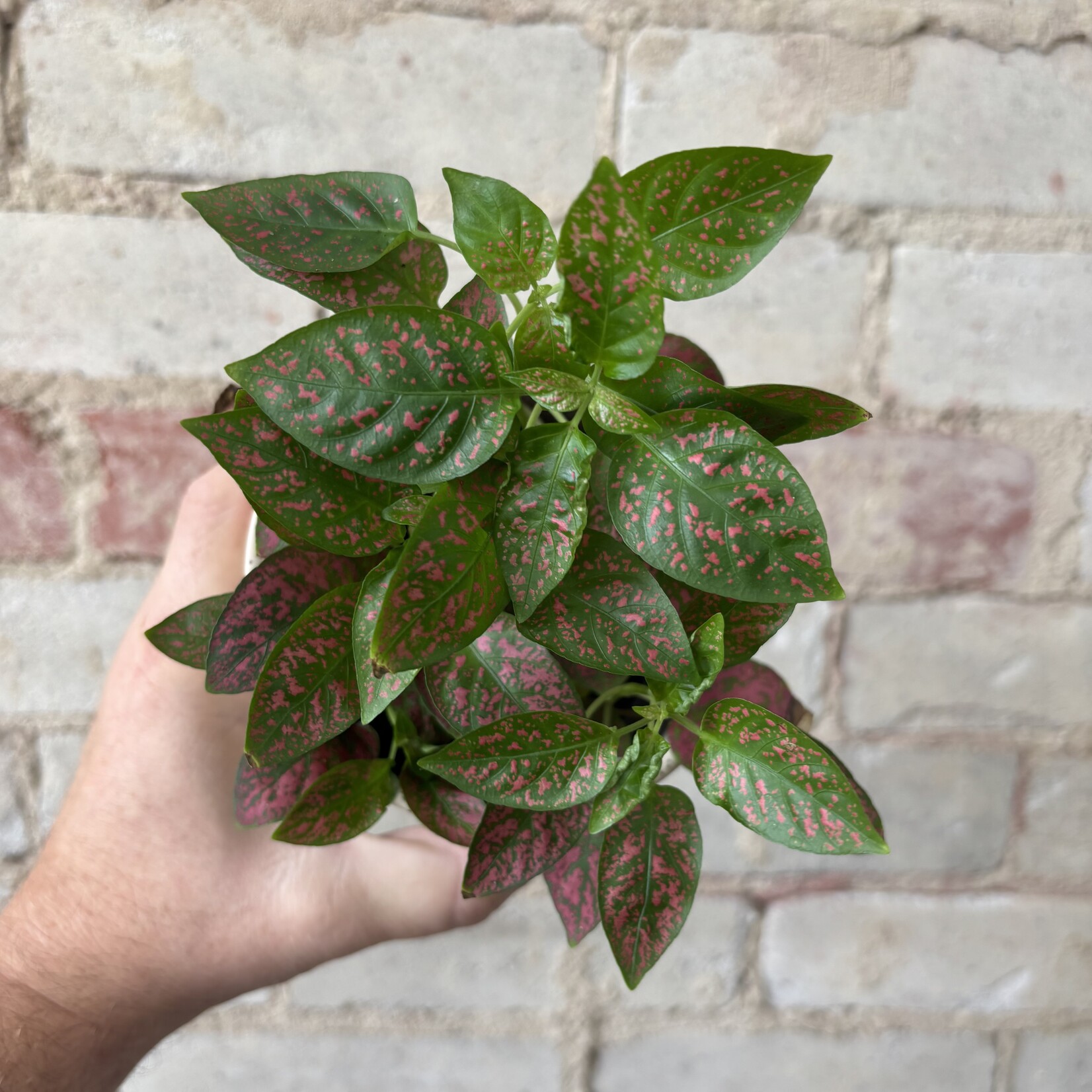 Polka Dot Plant Red 3.5"
