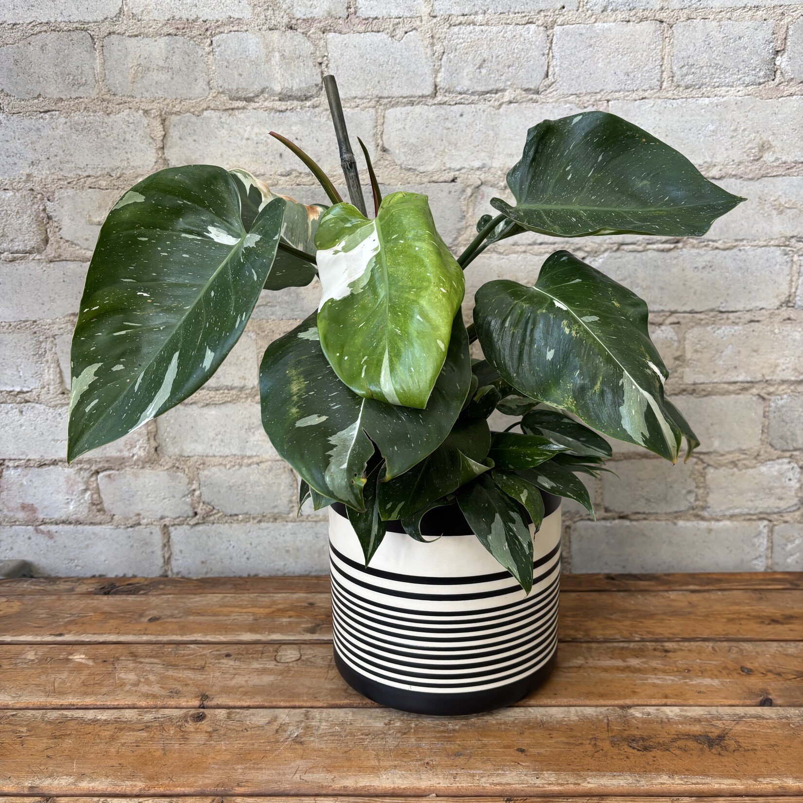 Philodendron White Princess 6"