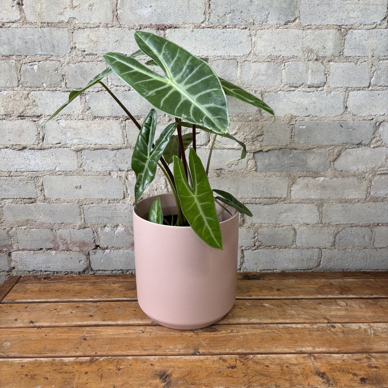 アロカシアalocasia longiloba miq var サービス1点 アロカシアalocasia longiloba miq var（アロカシア