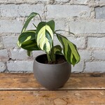 Ctenanthe Lubbersiana 4"