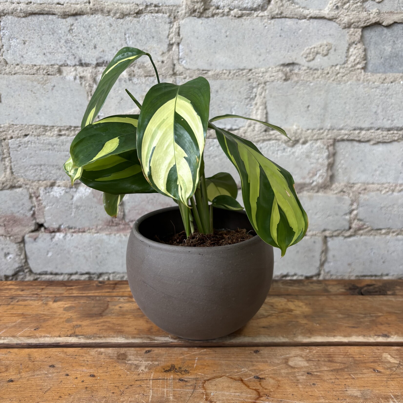 Ctenanthe Lubbersiana 4"