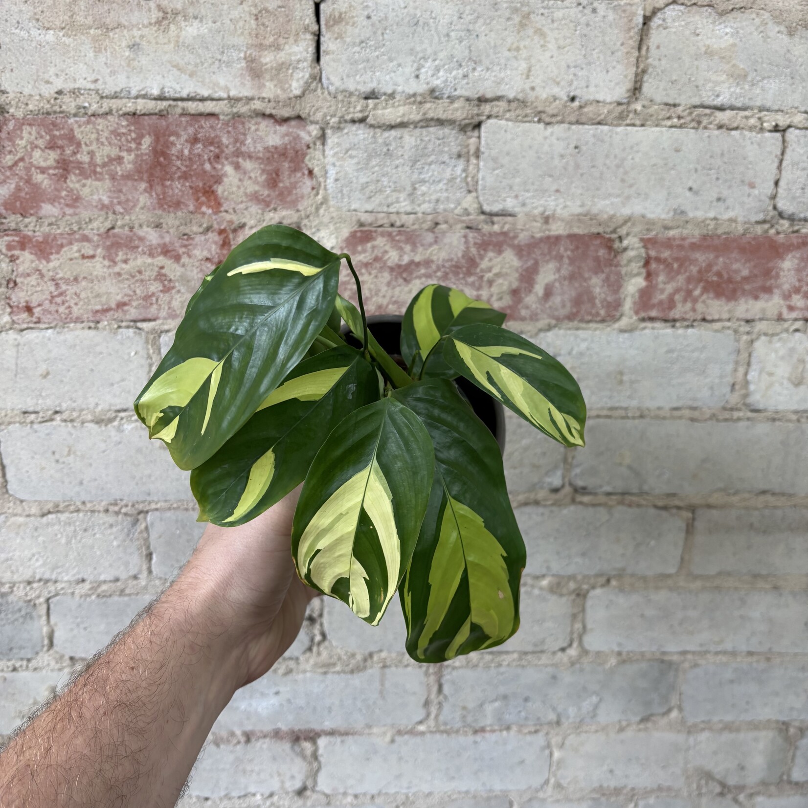 Ctenanthe Lubbersiana 4"