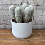 Espostoa Lanata 'Old Man Cactus' 8"