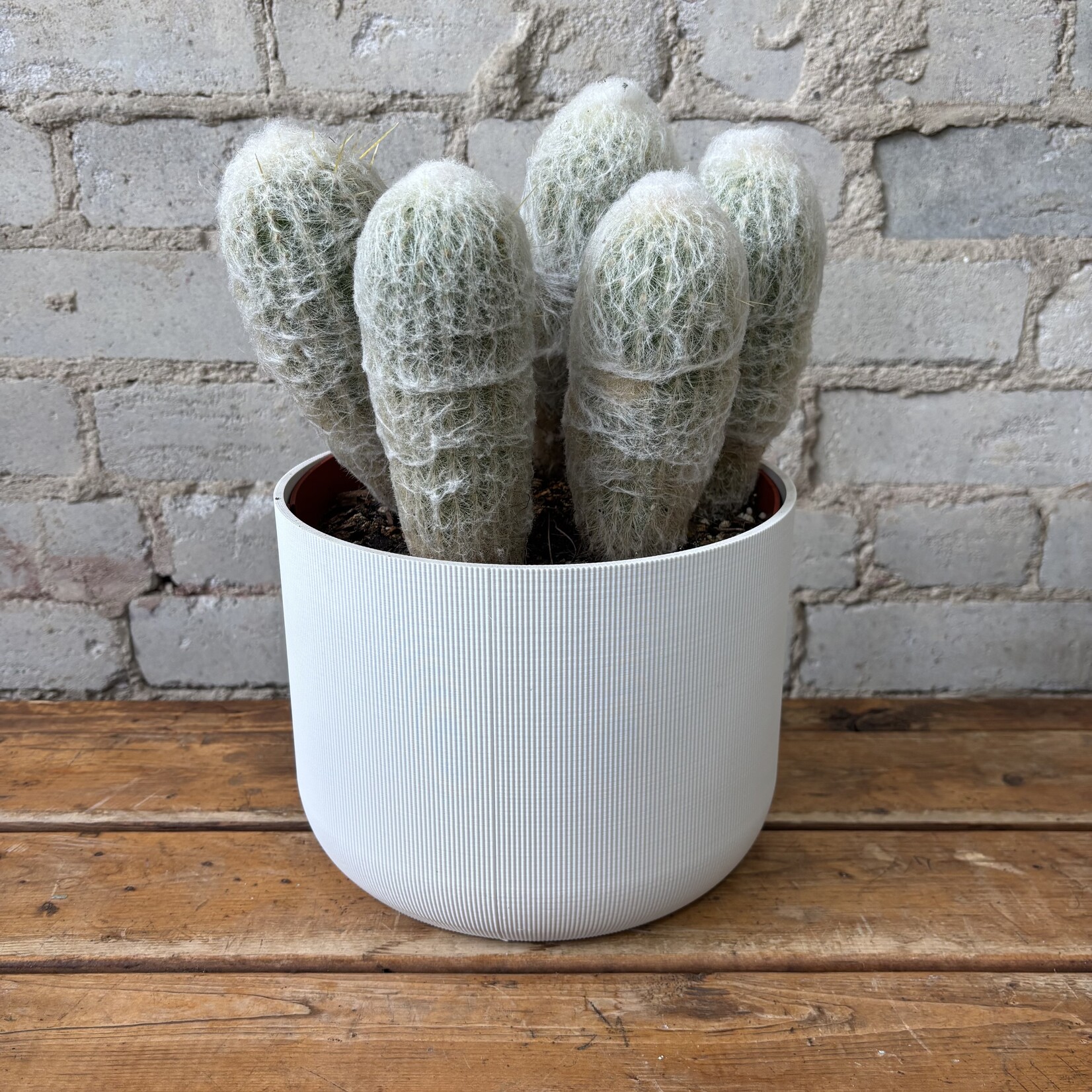 Espostoa Lanata 'Old Man Cactus' 8"