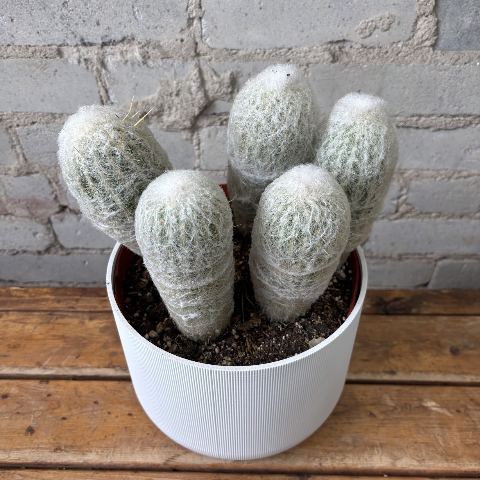 Espostoa Lanata 'Old Man Cactus' 8"