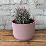Ferocactus Viridescens Cactus 8"