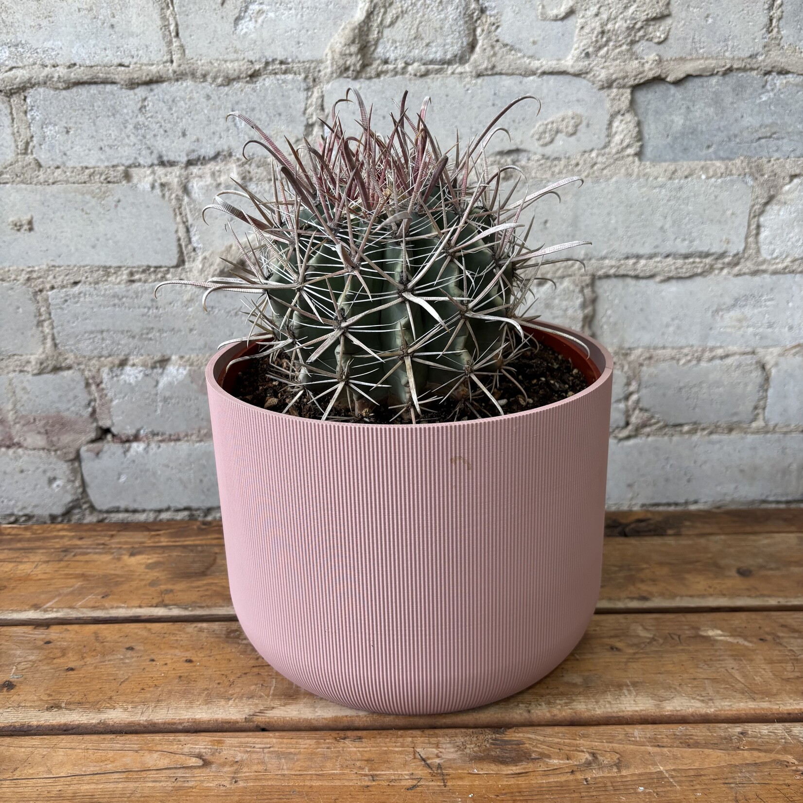 Ferocactus Viridescens Cactus 8"