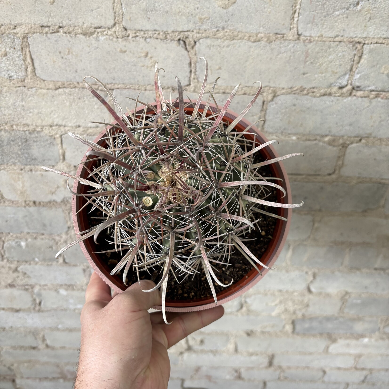 Ferocactus Viridescens Cactus 8"