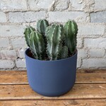 Polaskia Chichipe Cactus 8"
