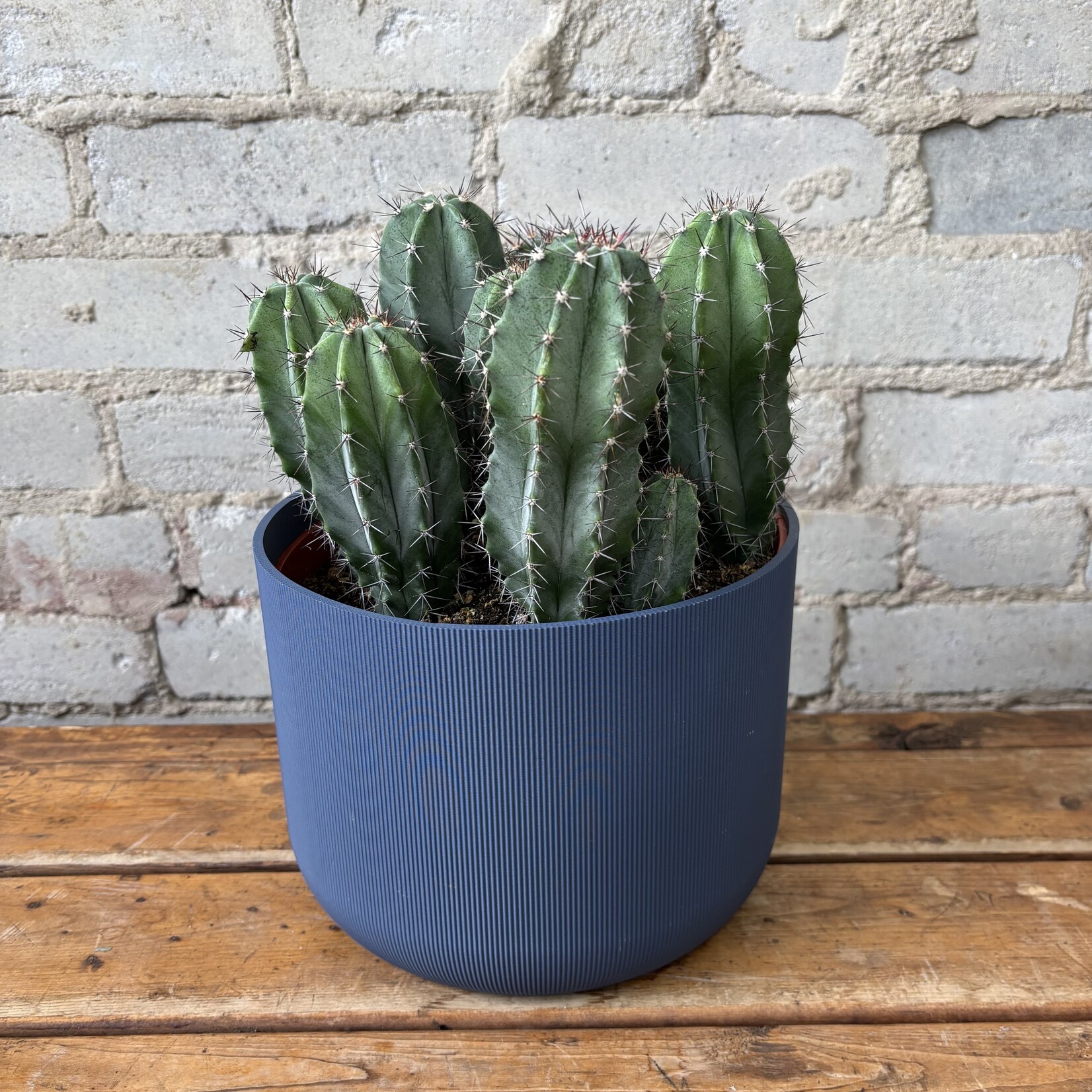 Polaskia Chichipe Cactus 8"